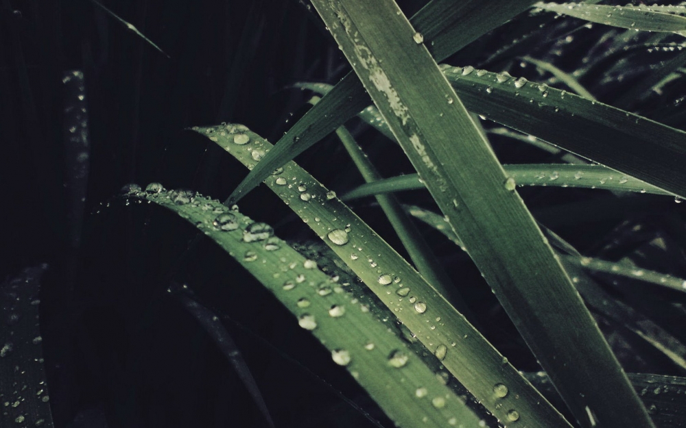 高清风景植物宽屏壁纸第一辑