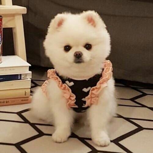 想养一只小博美