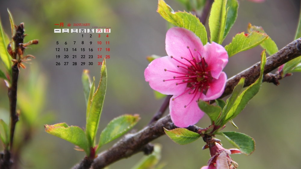 2015年1月日历壁纸精选大自然唯美高清花草植物图片合集下载5P