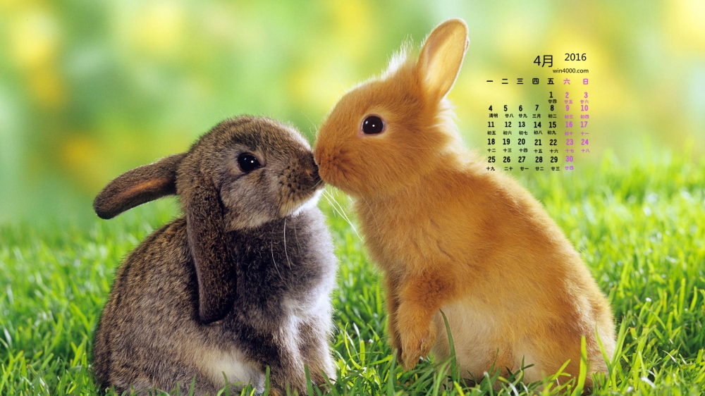 2016年4月日历两只可爱小兔子壁纸