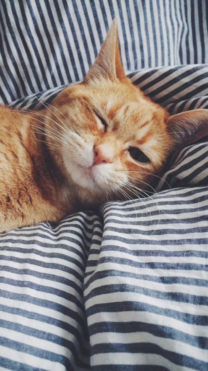 猫 | 控