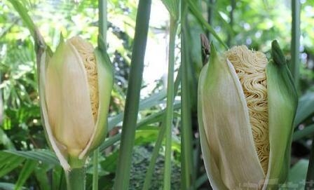 这是方便面花？