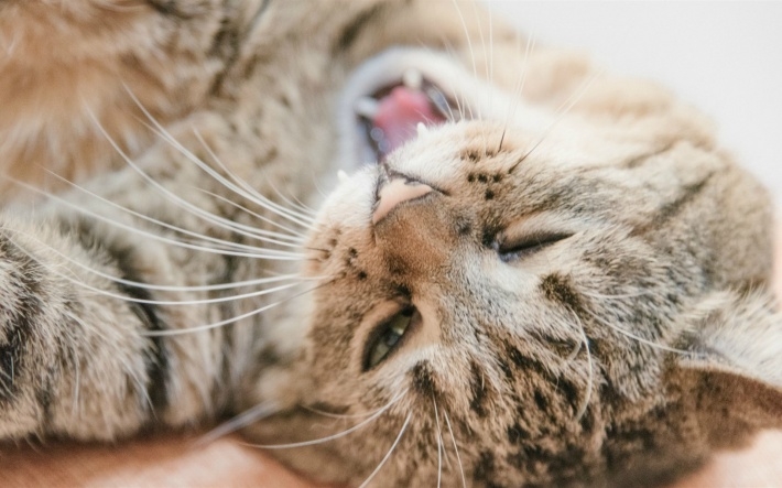 超萌超可爱猫咪图片桌面壁纸