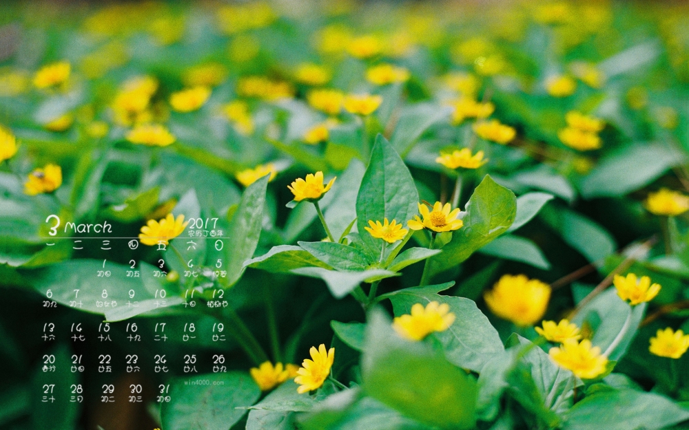 2017年3月唯美花卉高清桌面日历壁纸