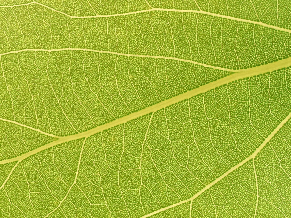 绿叶写真 第八辑