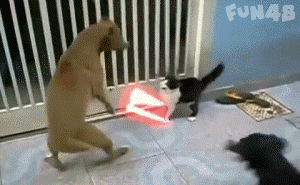 猫狗大战：手拿激光剑的猫