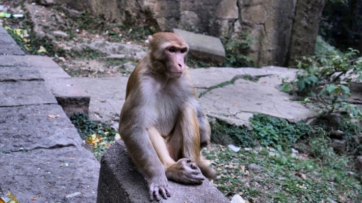 黔灵山上大师兄猴子电脑壁纸