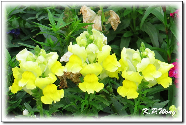 美丽漂亮的创意鲜花花卉植物图片