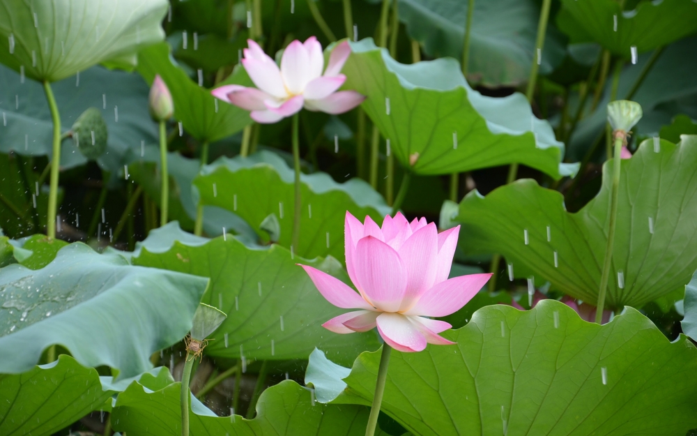 夏至节气美图