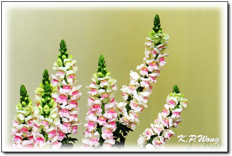 美丽漂亮的创意鲜花花卉植物图片