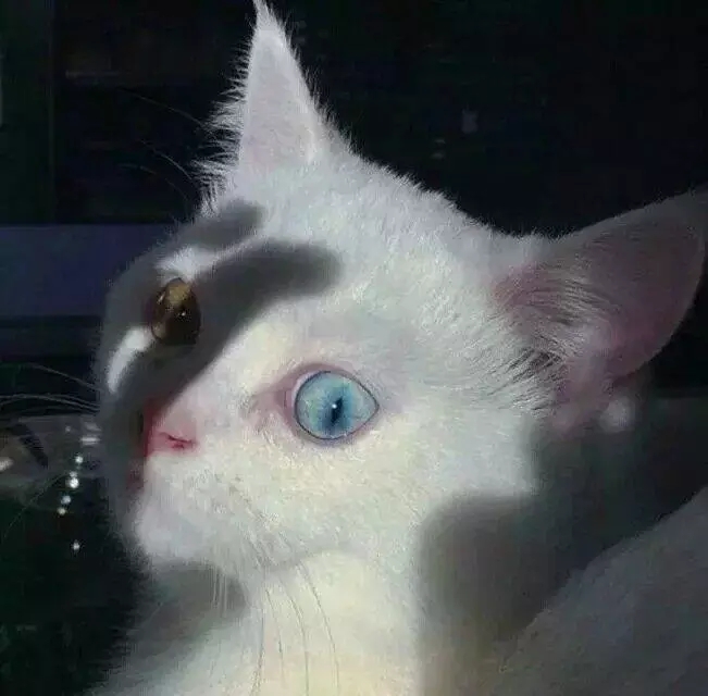 两只猫狗一个你足矣