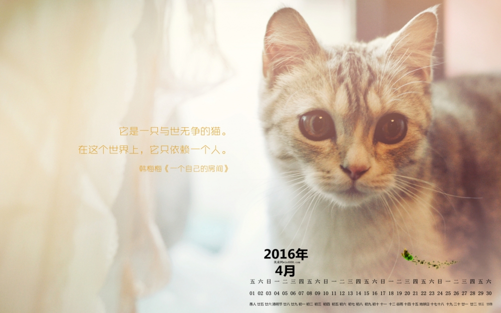 2016年4月日历可爱萌宠猫咪桌面壁纸