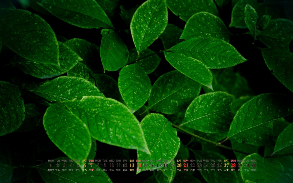 2013年7月桌面风景日历绿色植物