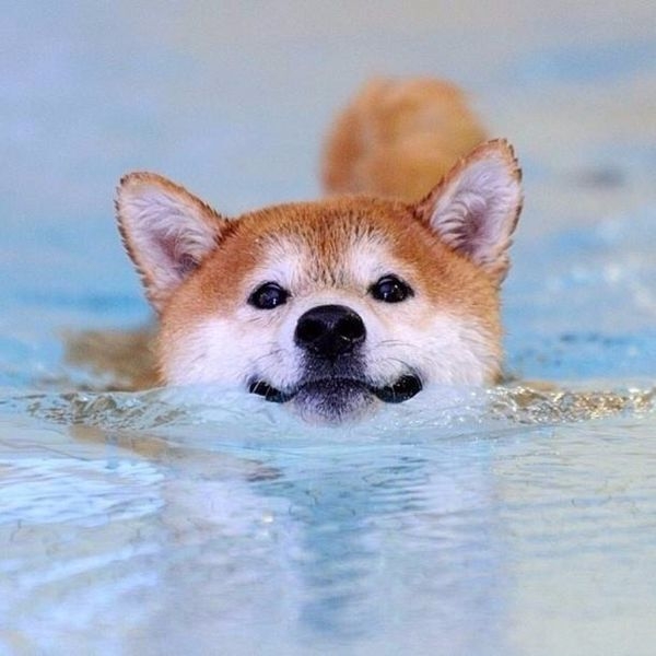 家里有只柴犬是一件多高兴的事情