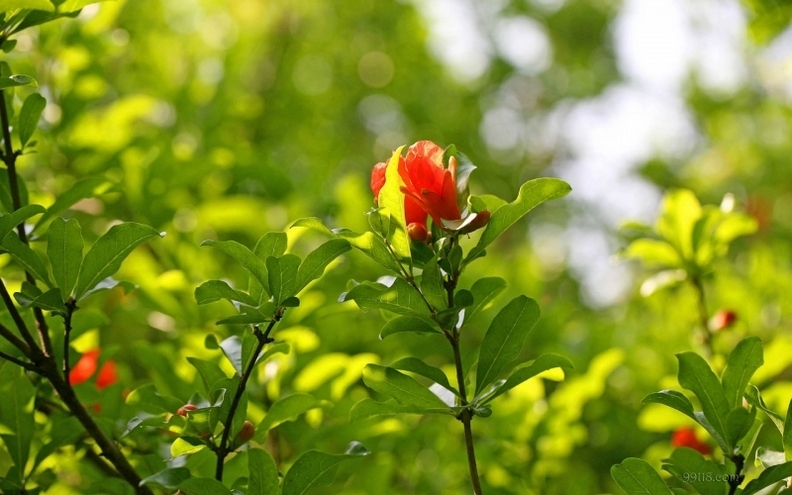 摄影红艳艳的石榴花高清花卉图片