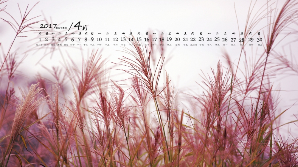 2017年4月唯美的野草高清日历壁纸