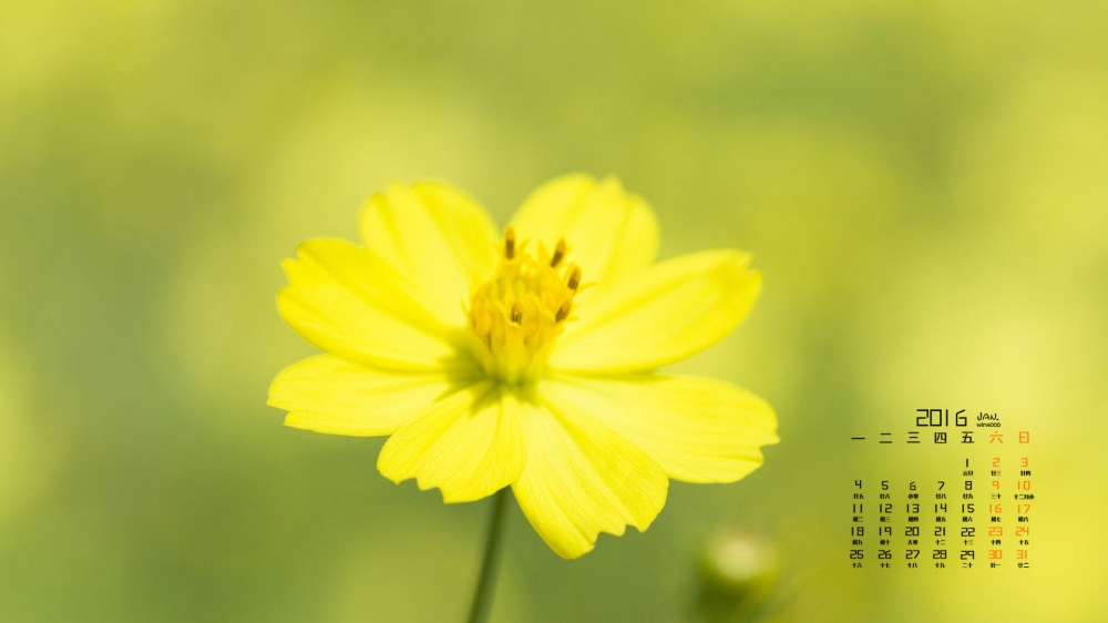 2016年1月日历高清油菜花花海护眼桌面壁纸下载