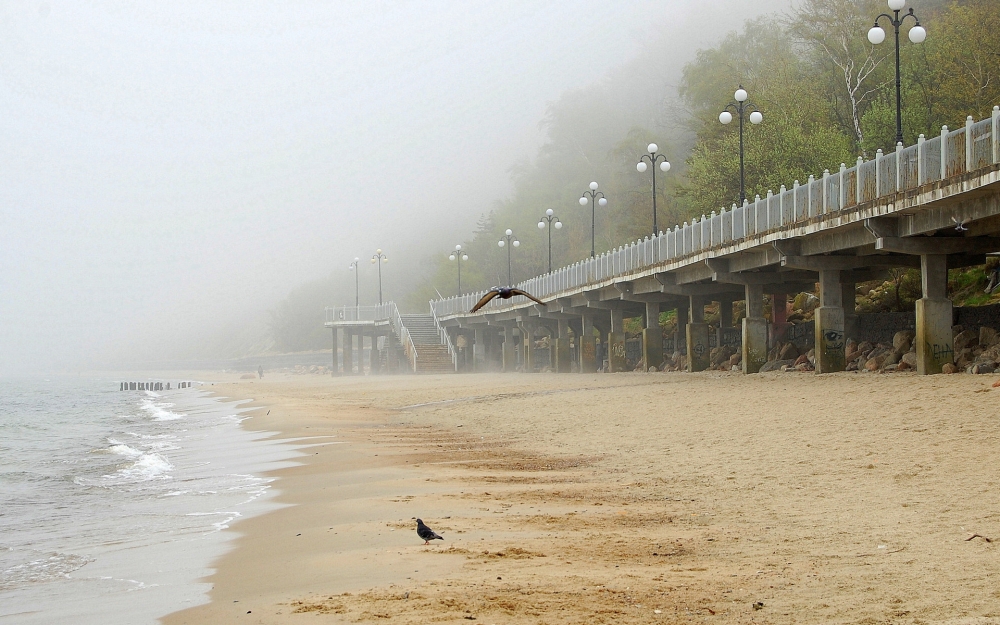 海鸟风景壁纸