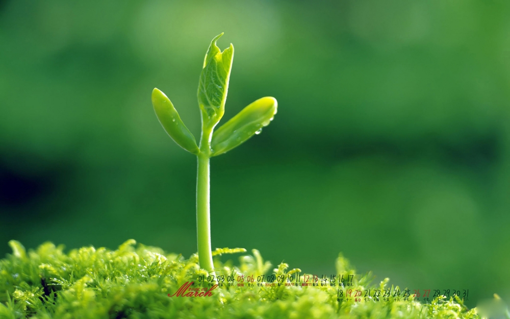2016年3月小清新植物护眼日历桌面壁纸5下载