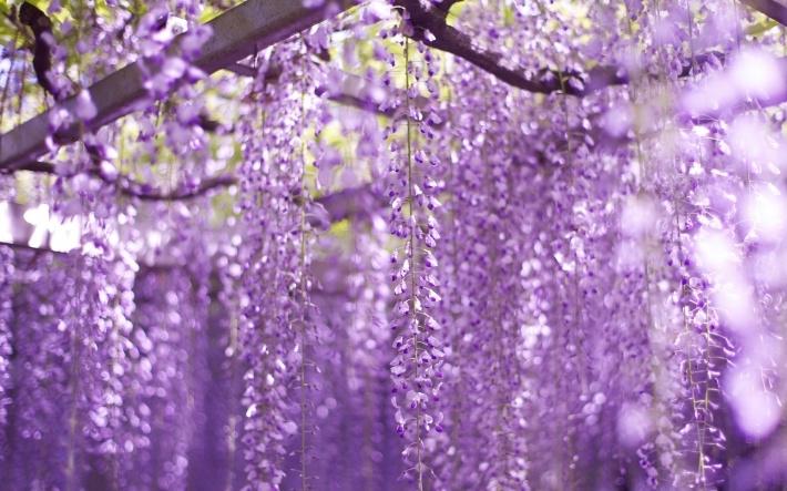 紫藤花图片高清壁纸下载