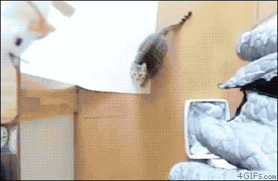 猫的身手有多好 感受下
