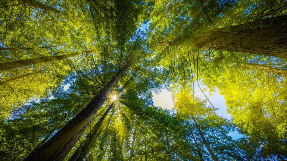 清新绿色大自然的朦胧风光高清护眼壁纸