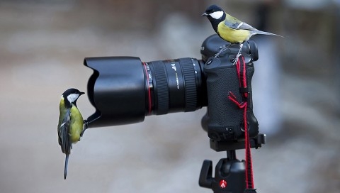 小鸟摄影师