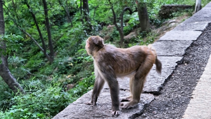 黔灵山上大师兄猴子电脑壁纸