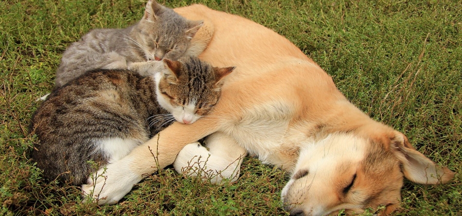 猫，狗，朋友们，草地，睡觉，可爱的动物桌面壁纸