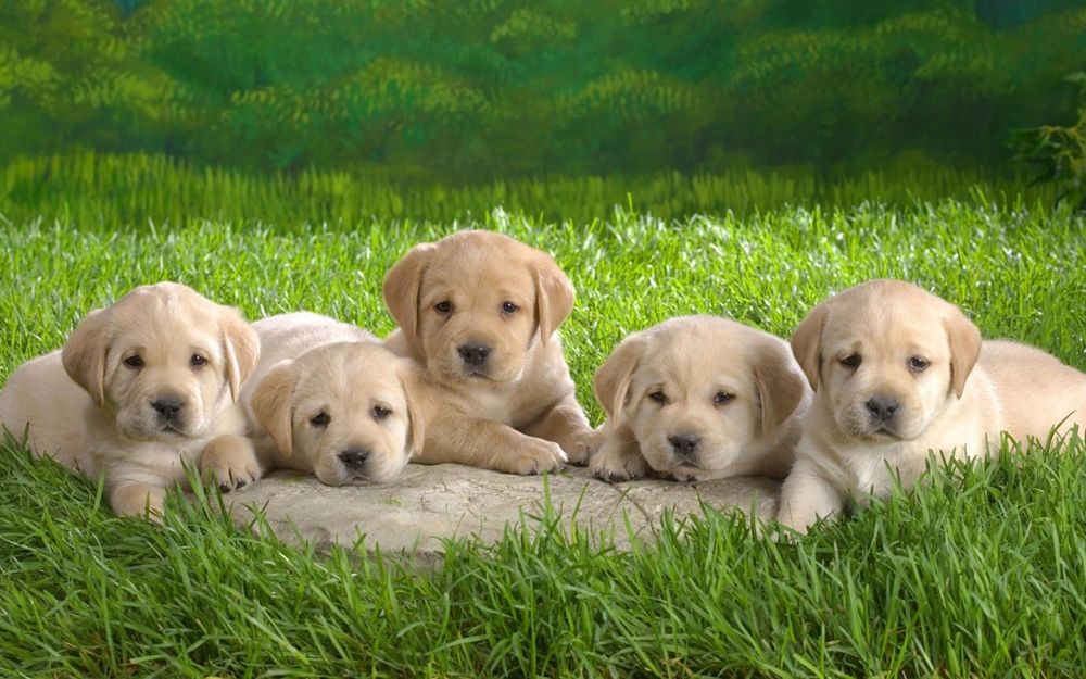 草地上的可爱小狗狗们桌面壁纸