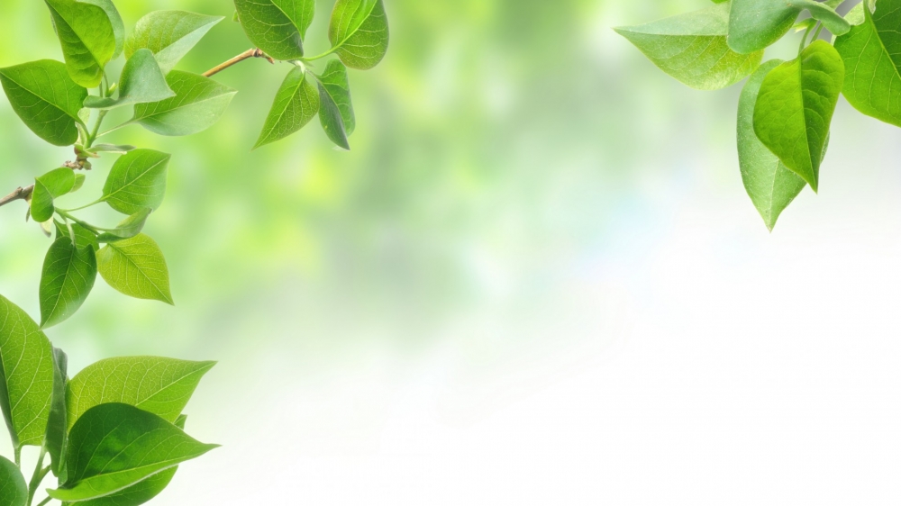 清新护眼绿色植物高清电脑壁纸