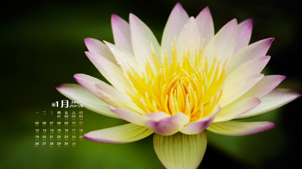 2015年1月日历壁纸精选大自然唯美高清花草植物图片合集下载5P