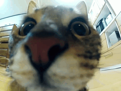 猫的身手有多好 感受下