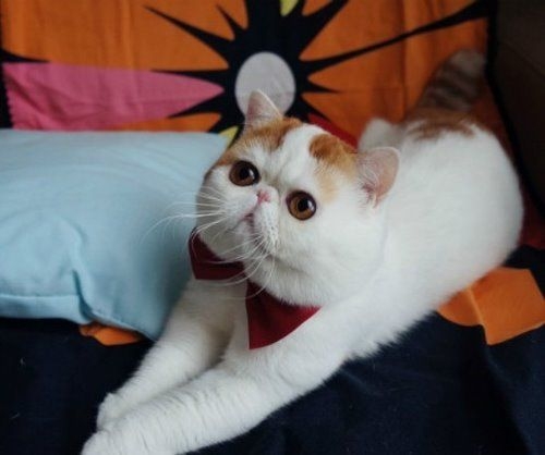 据说这只萌猫叫做红小胖.