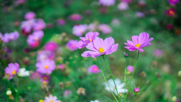 深秋格桑花摄影电脑壁纸