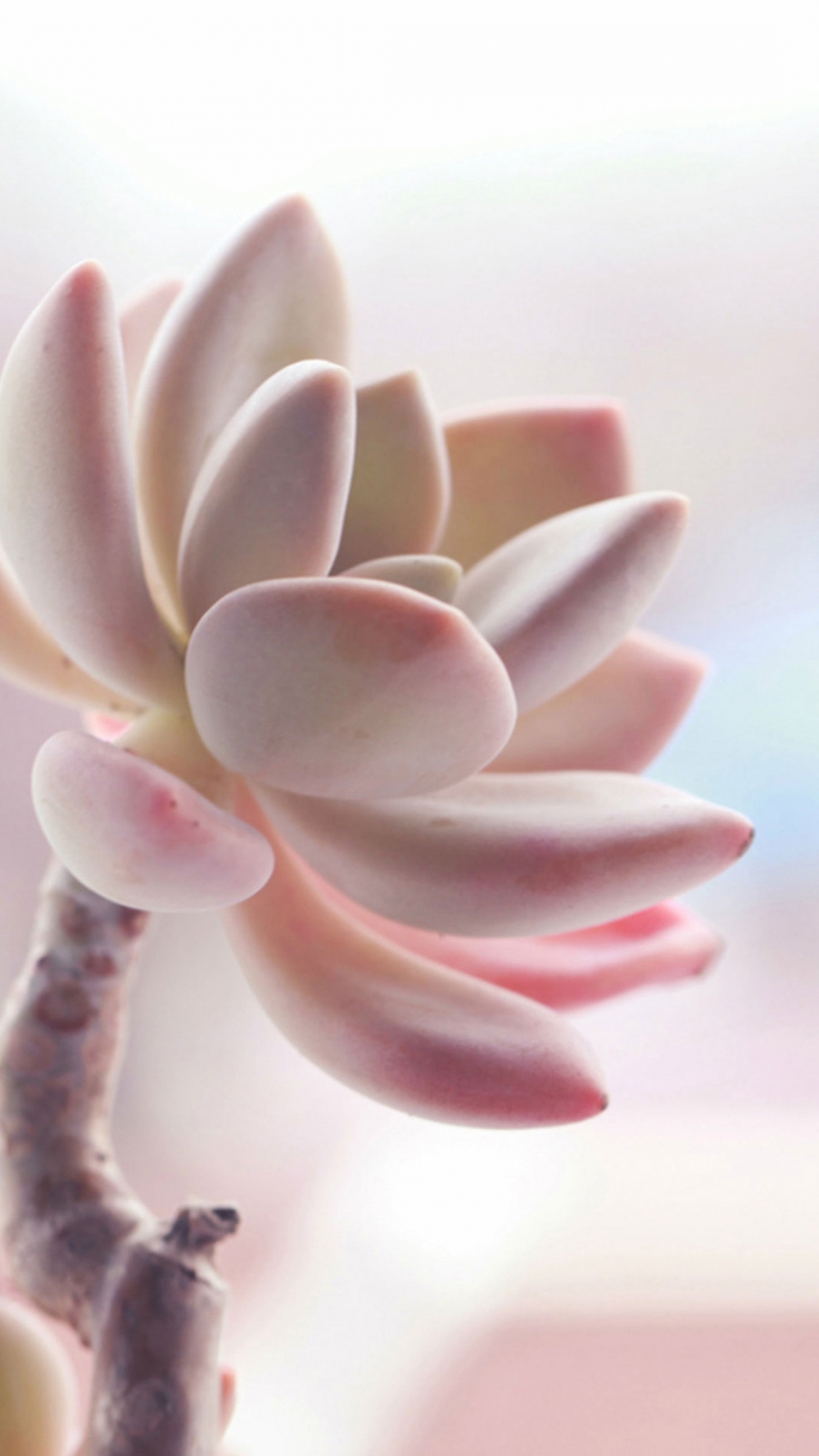 护眼多肉植物图片大全
