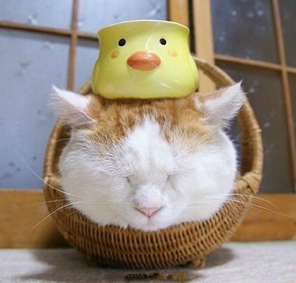 〄萌翻了！
