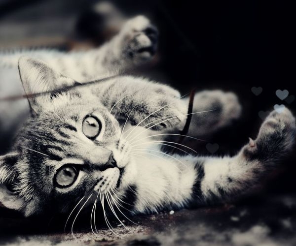 喜欢的关注，猫咪！
