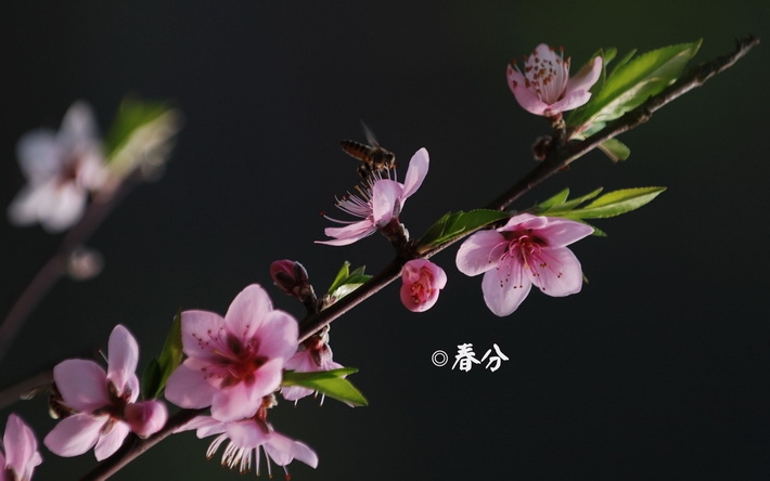 24节气之春分壁纸图片