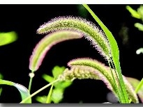 美丽的狗尾巴草