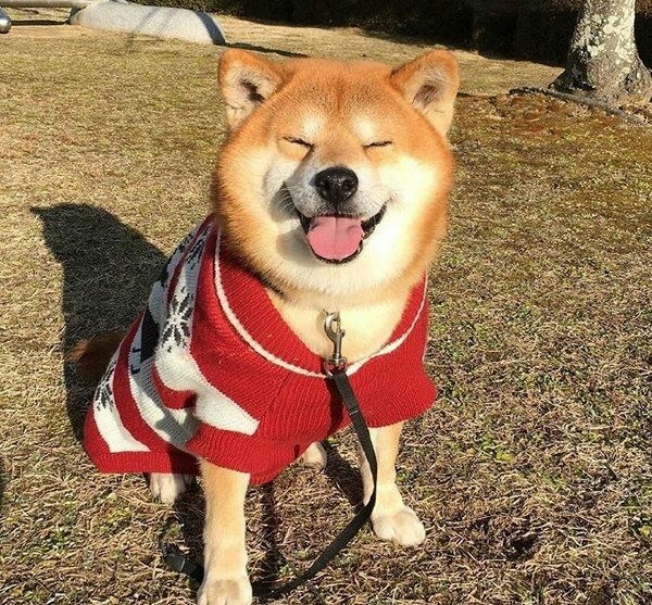 愿你余生如它般常欢笑