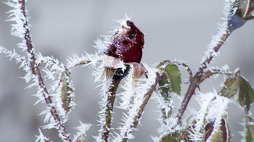 冰雪植物高清宽屏电脑壁纸