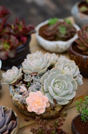 植物图片，清新多肉