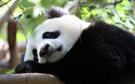 可爱熊猫高清电脑壁纸