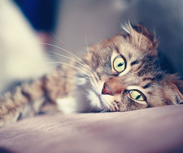 喜欢的关注，猫咪！