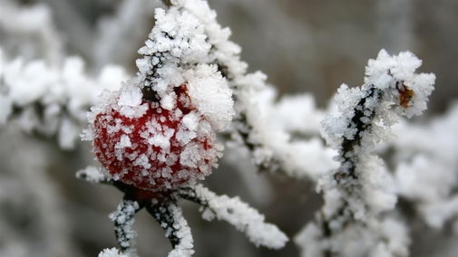 冰雪植物高清宽屏电脑壁纸