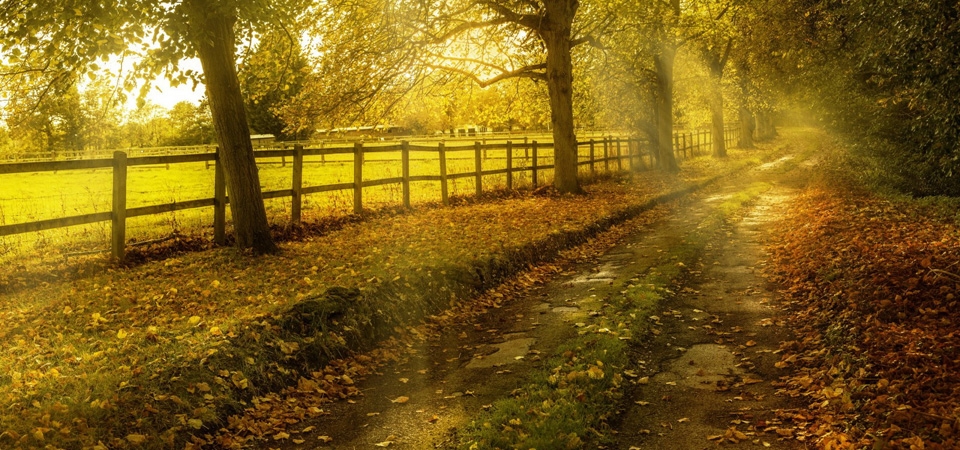 秋，道路，自然图片， 阳光森林，树叶，秋天风景壁纸