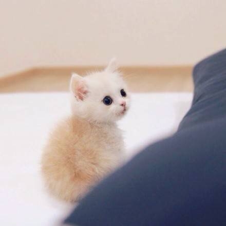 可爱猫咪图片：萌萌的小奶猫