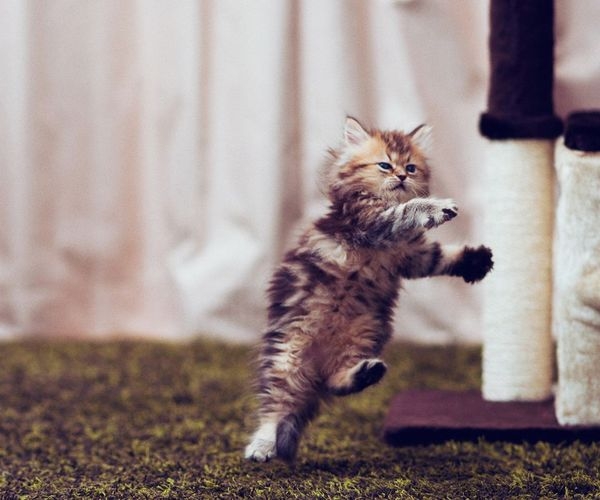 喜欢的关注，猫咪！