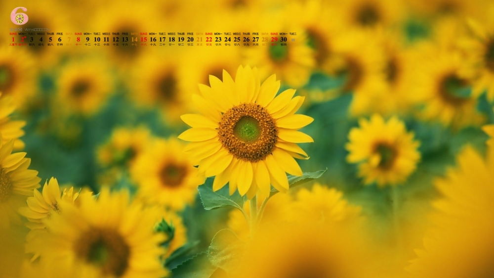 2014年6月日历桌面壁纸金黄向日葵唯美清新图片